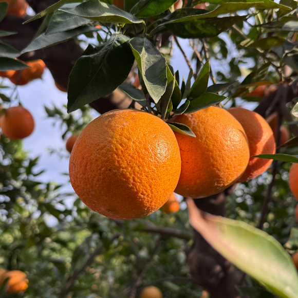 Imagem Fruto da Laranja Bahia