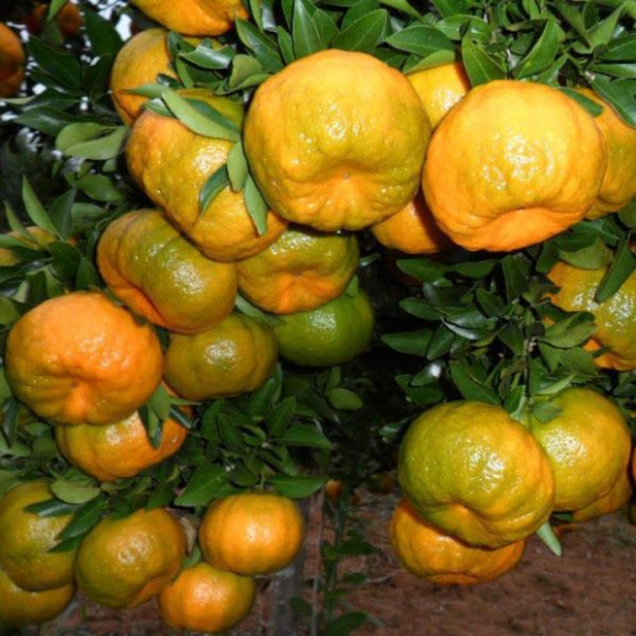 Imagem Muda de Alta Qualidade