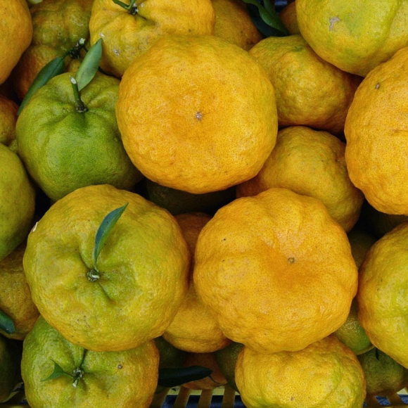 Imagem Fruto da Tangerina Ponkan