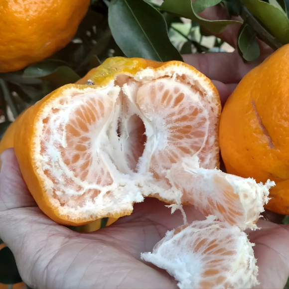 Imagem Fruto da Tangerina Ponkan