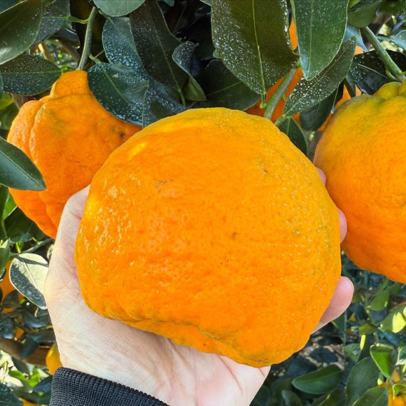 Imagem Fruto da Tangerina Ponkan