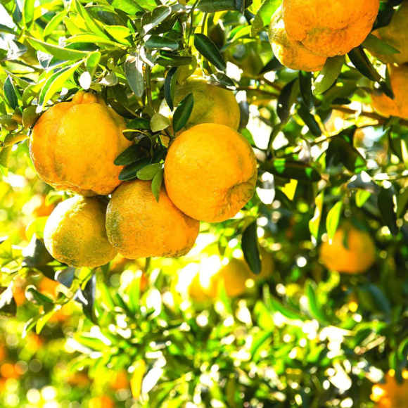 Imagem Fruto da Tangerina Ponkan