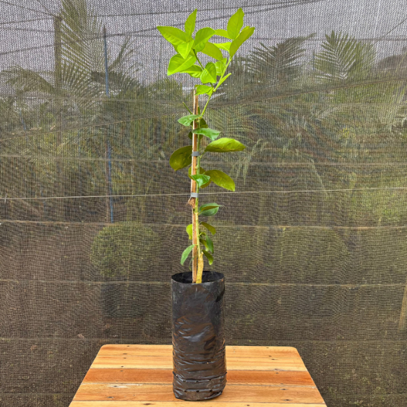 Imagem Muda da Tangerina Ponkan