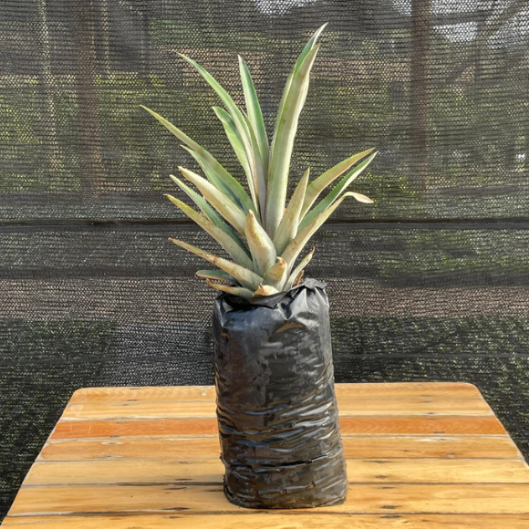 Imagem Muda do Abacaxi Pérola