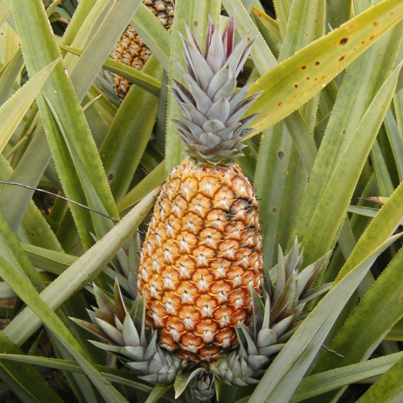 Imagem Muda de Alta Qualidade