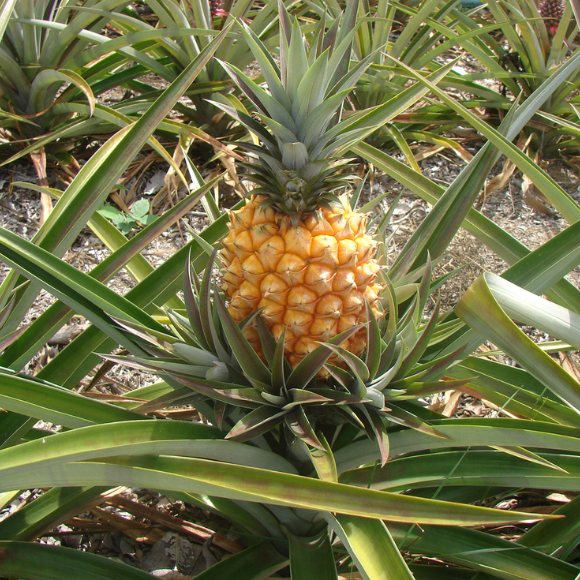 Imagem Fruto do Abacaxi Pérola