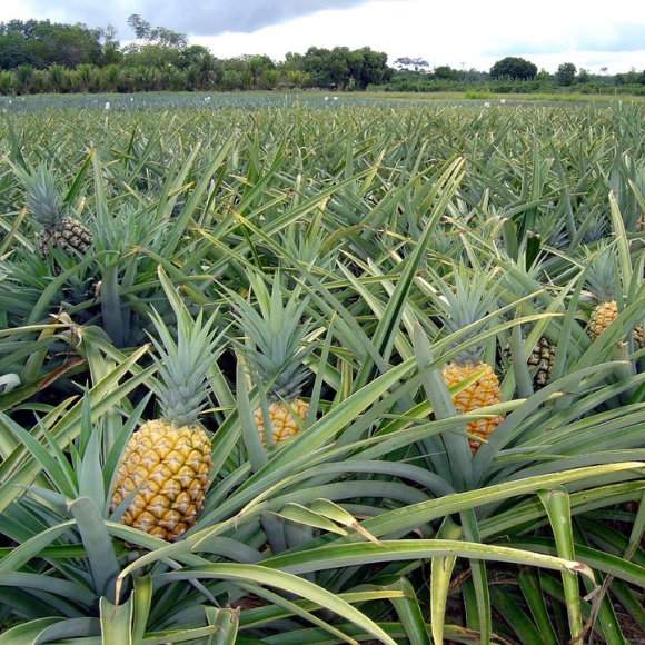 Imagem Fruto do Abacaxi Pérola