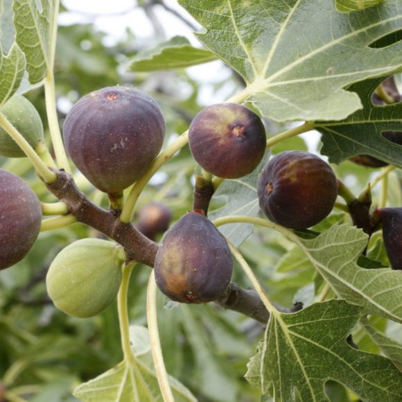 Imagem Fruto do Figo Roxo de Valinhos
