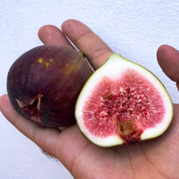 Imagem Fruto do Figo Roxo de Valinhos