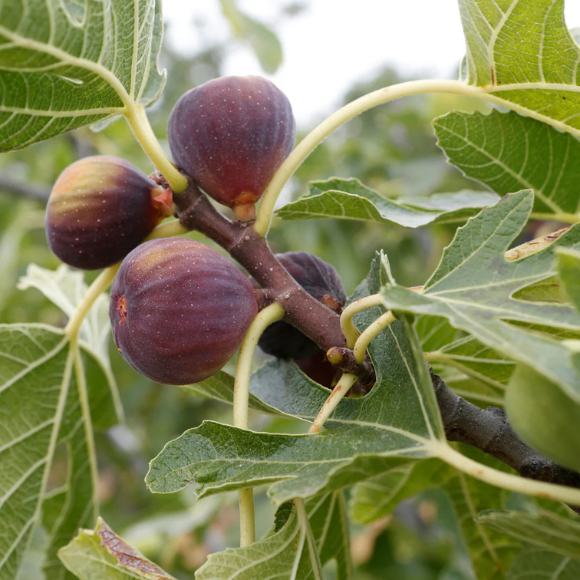 Imagem Fruto do Figo Roxo de Valinhos