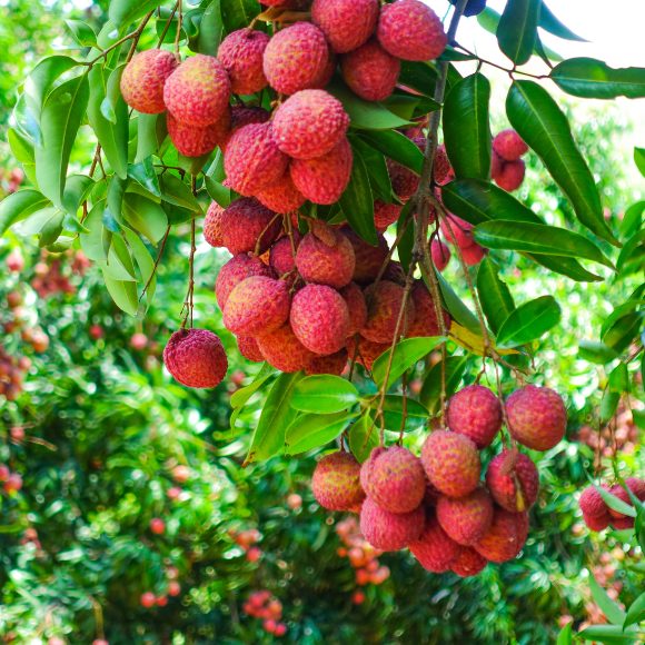 Imagem Fruto da Lichia