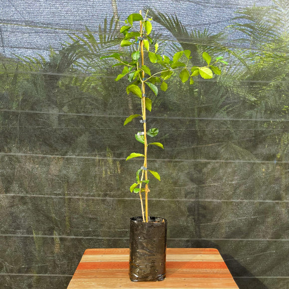 Imagem Muda da Acerola Jaburu