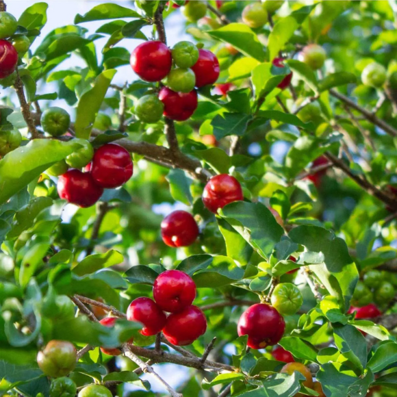 Imagem Fruto da Acerola Jaburu