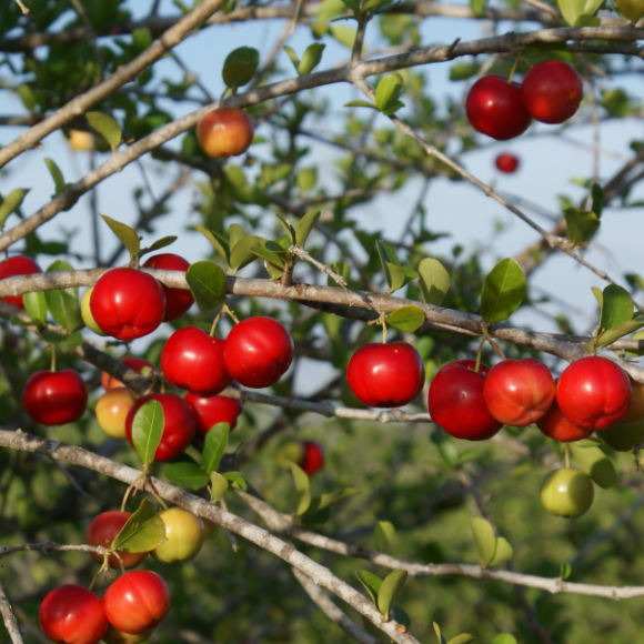 Imagem Fruto da Acerola Jaburu