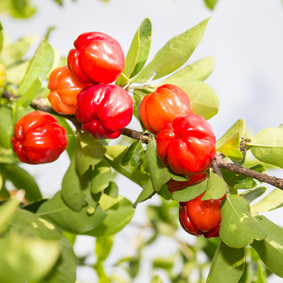 Imagem Muda de Alta Qualidade