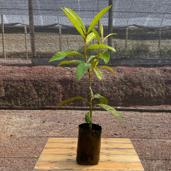 Imagem Muda da N&ecirc;spera Enxertada