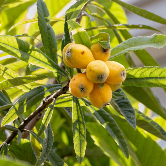 Imagem Fruto da N&ecirc;spera Enxertada