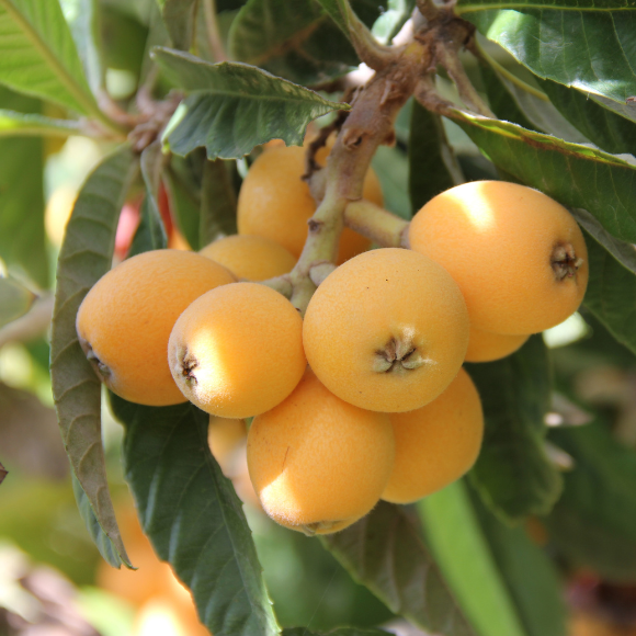 Imagem Muda de Alta Qualidade