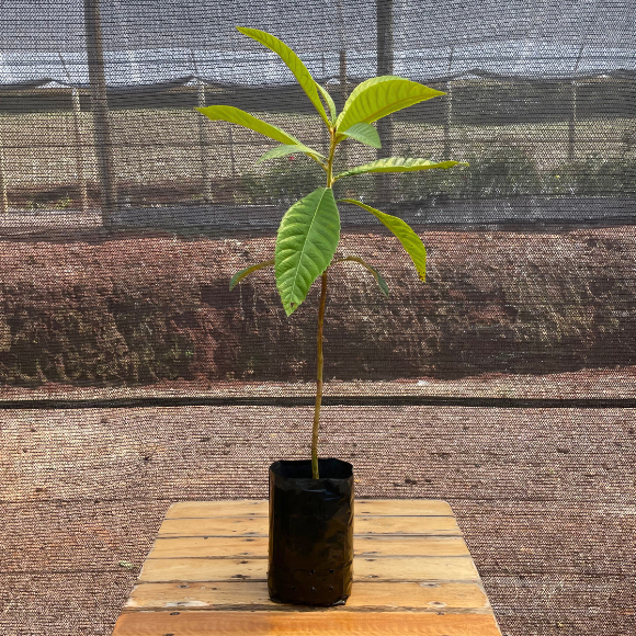 Imagem Muda da N&ecirc;spera