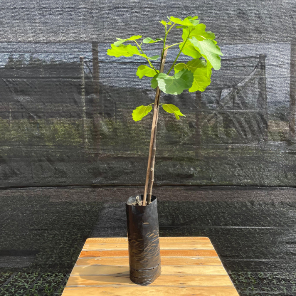 Imagem Muda do Figo Branco