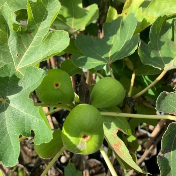 Imagem Fruto do Figo Branco