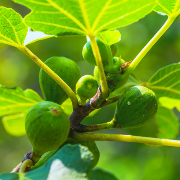 Imagem Muda de Alta Qualidade