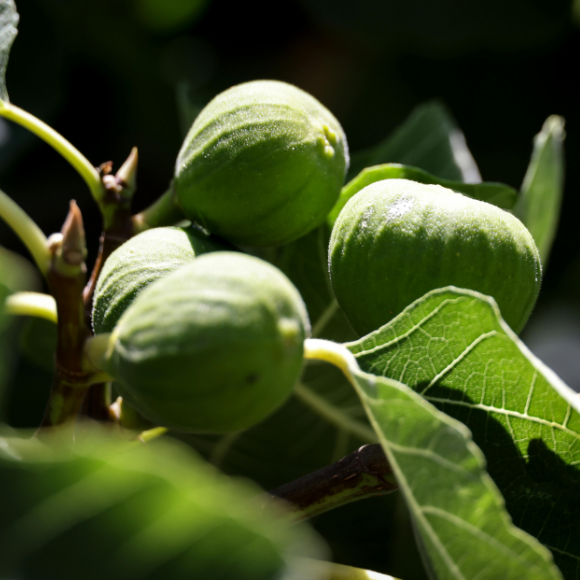 Imagem Fruto do Figo Branco