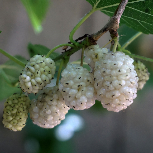 Imagem Fruto da Amora Branca