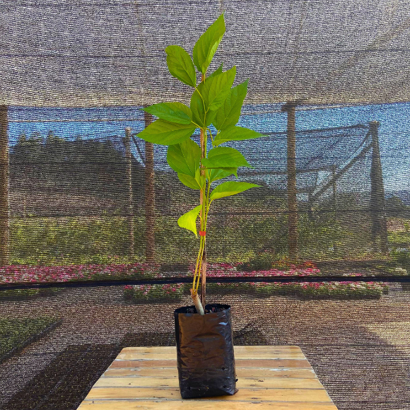 Imagem Muda de Amora Comum Nativa