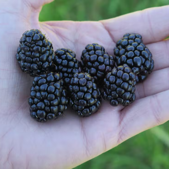 Imagem Fruto da Amora Comum Nativa