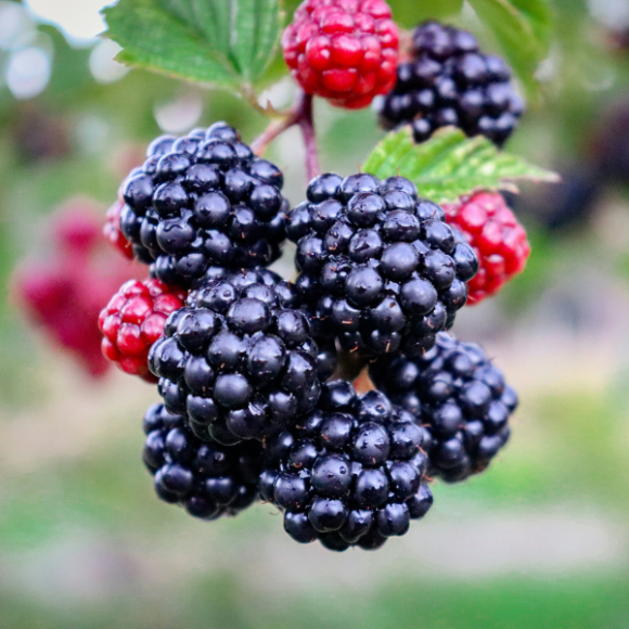 Imagem Muda de Alta Qualidade