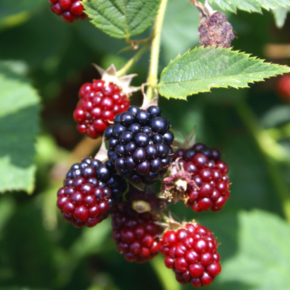 Imagem Fruto da Amora Comum Nativa