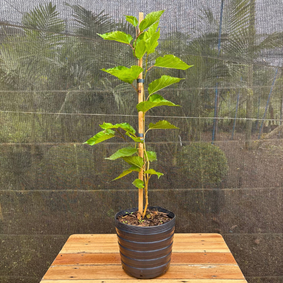 Imagem Muda da Amora Portuguesa