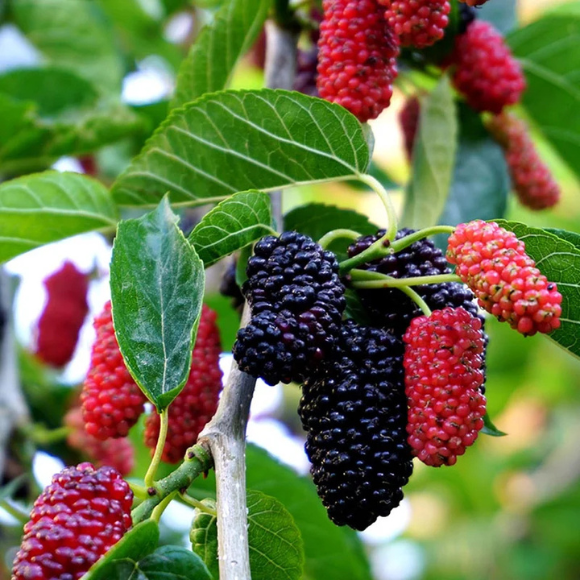 Imagem Fruto de Amora Portuguesa