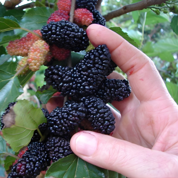 Imagem Fruto da Amora Portuguesa