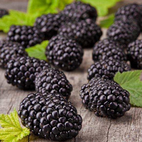 Imagem Fruto da Amora Portuguesa