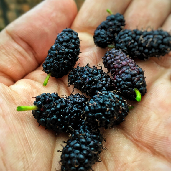 Imagem Fruto da Amora Portuguesa