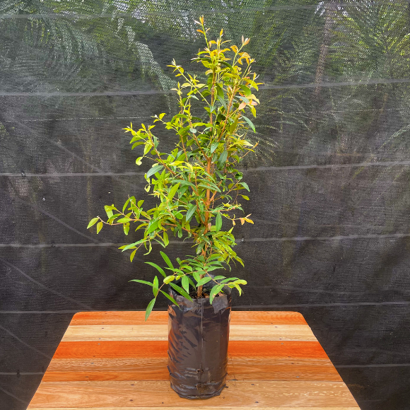 Imagem Muda da Uvaia