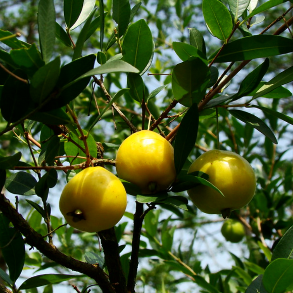 Imagem Fruto da Uvaia