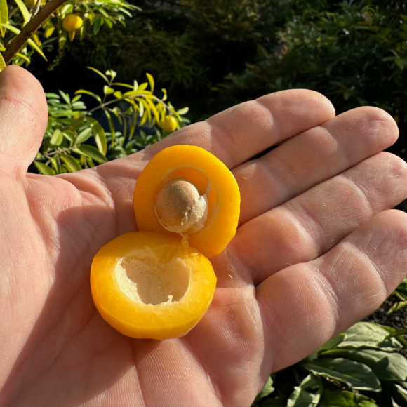 Imagem Fruto da Uvaia