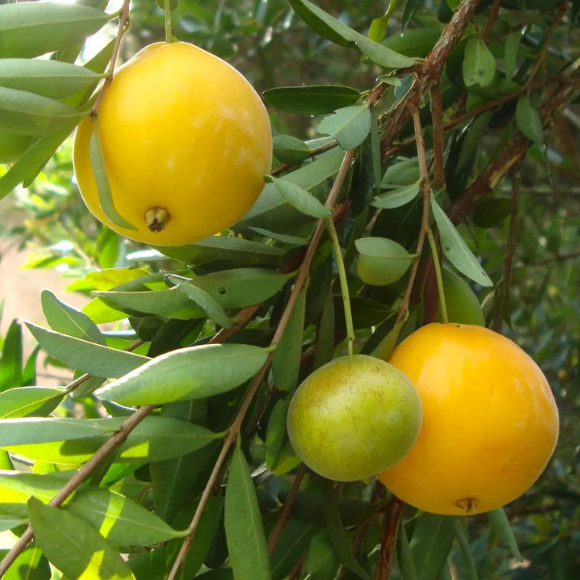 Imagem Fruto da Uvaia