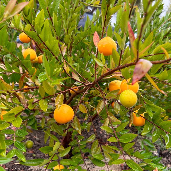 Imagem Muda de Alta Qualidade