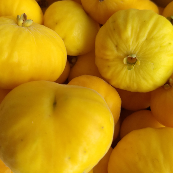 Imagem Fruto da Anona