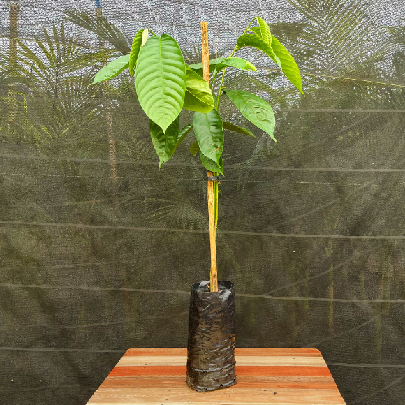 Imagem Muda da Anona