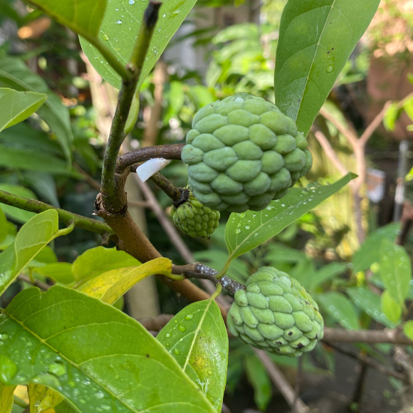 Imagem Fruto da Anona