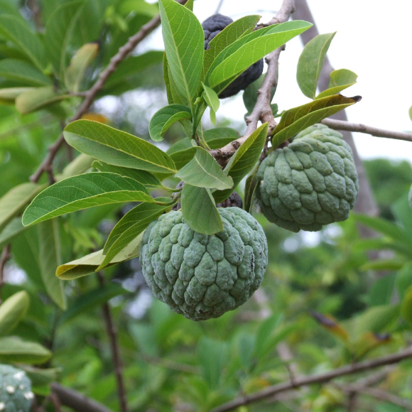 Imagem Fruto da Anona
