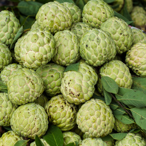 Imagem Fruto da Anona