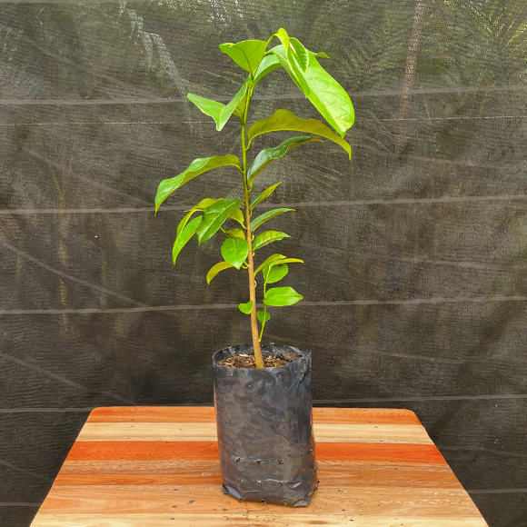 Imagem Muda da Graviola