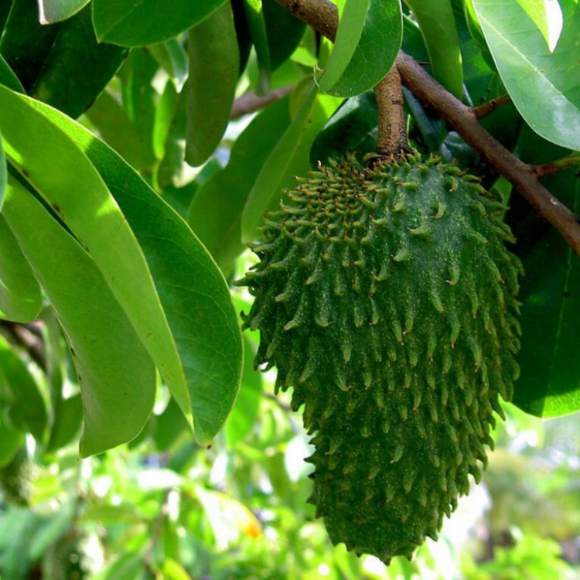 Imagem Fruto da Graviola