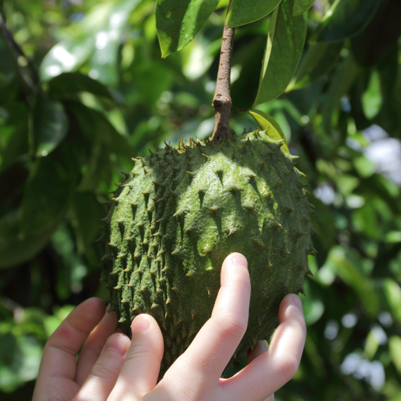 Imagem Fruto da Graviola